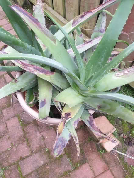 Photo of free Large Aloe Vera giving away (127 foresthall drive, G21.) #2
