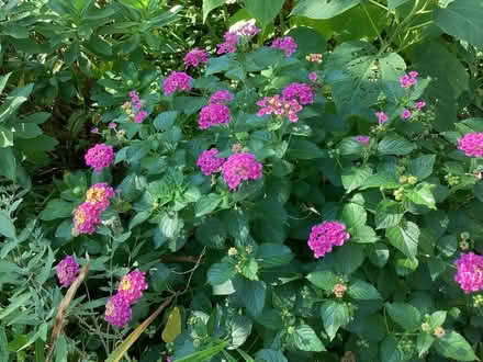 Photo of free Lantana Bushes (1105 Ogontz Ave. Maumee, OH) #1