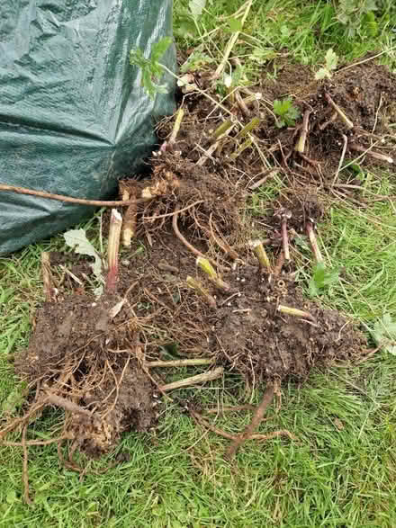 Photo of free Clumps of echinops (Bear Flat) #1