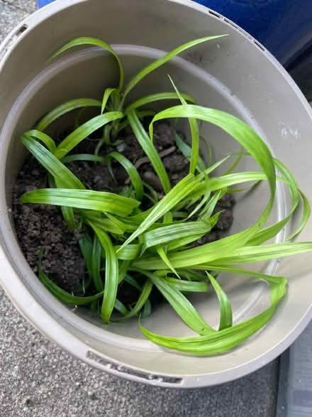 Photo of free Tub of Phormium small plants (Carlisle CA1) #2