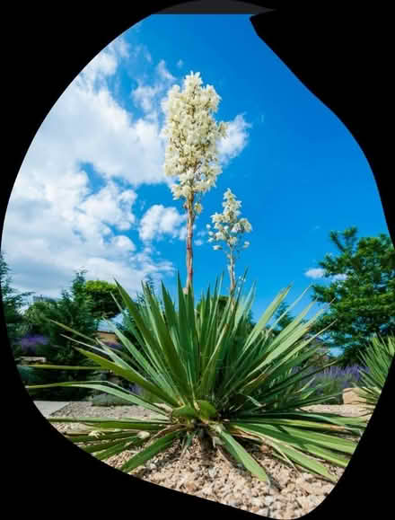 Photo of Yucca stalks (Central and Atrisco) #1