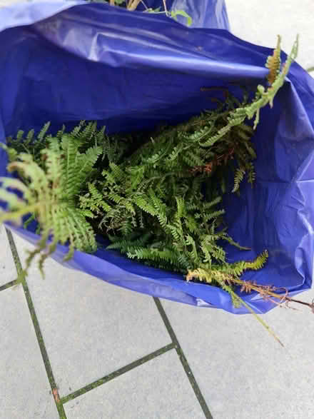 Photo of free Small Lilac tree and fern (Ashford TW15) #2