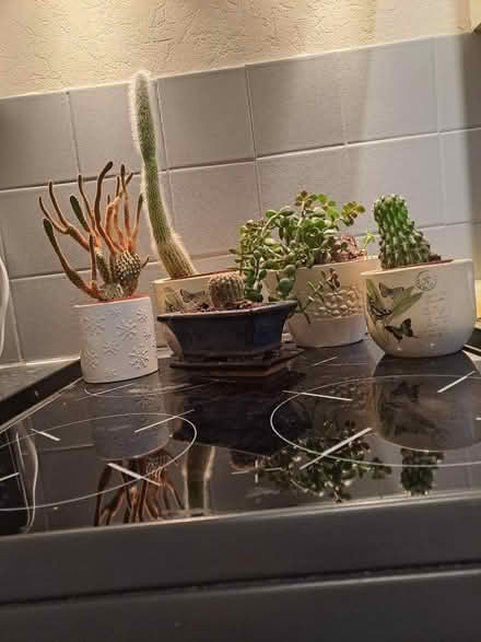 Photo of free Cactus plants (Fallings Heath WS2) #1