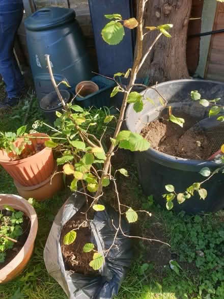 Photo of free Common Hazel tree (Walderslade) #1