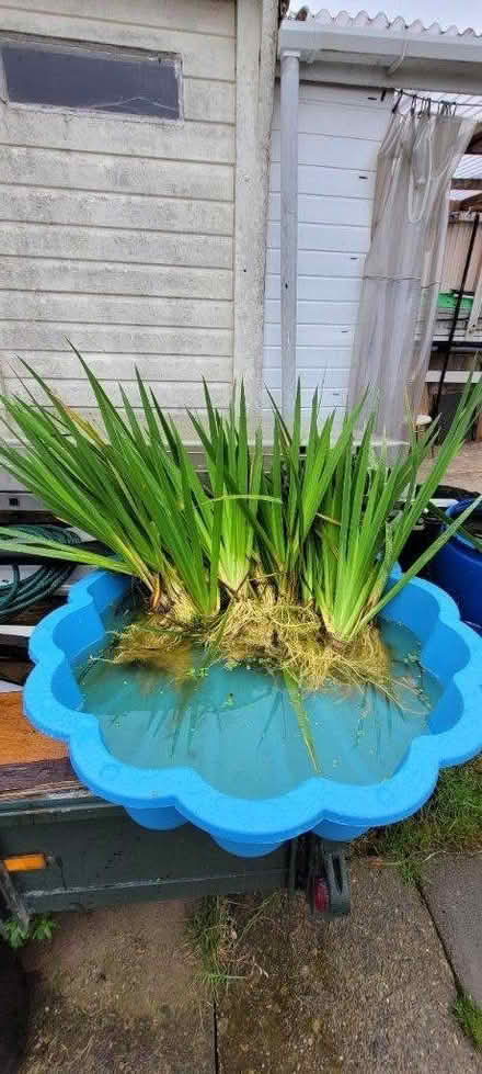 Photo of free Pond plant (Wingerworth S42) #1
