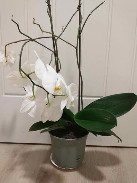 Photo of free Large Orchid - Please Read Descrptn (HA5 Eastcote Pinner) #1