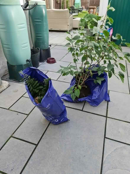 Photo of free Small Lilac tree and fern (Ashford TW15) #1