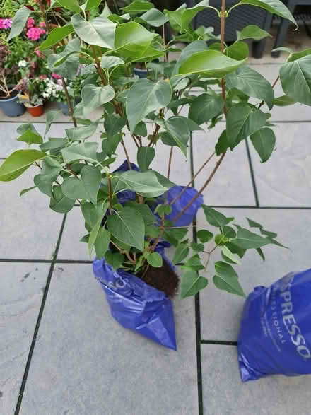 Photo of free Small Lilac tree and fern (Ashford TW15) #3
