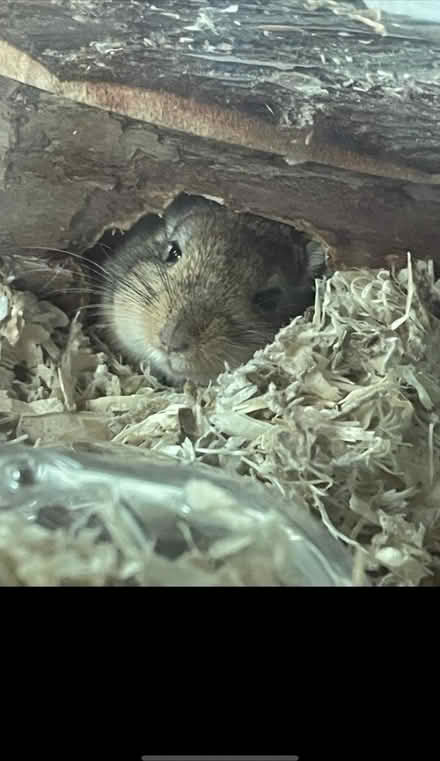Photo of free Rehome gerbils (AB39) #1