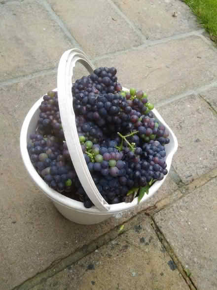 Photo of free Small black grapes for juice/jelly/jam. Outdoor grown. (University of Bath) #1