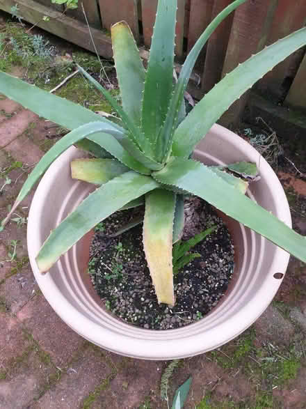 Photo of free Large Aloe Vera giving away (127 foresthall drive, G21.) #1