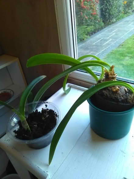 Photo of free White Orchid/White Lillies (West Worthing BN11) #1