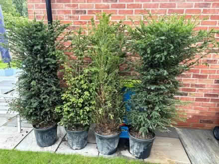 Photo of free Yew Trees (approx 4.5 ft tall) (Lower Shiplake RG9) #3