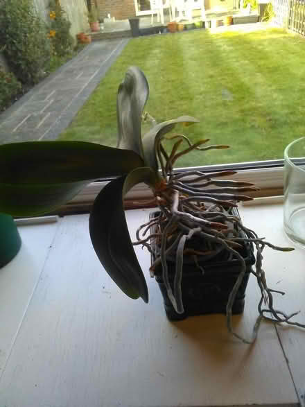 Photo of free White Orchid/White Lillies (West Worthing BN11) #2