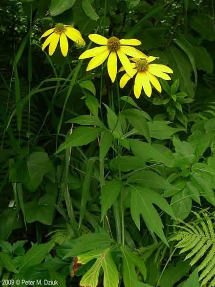 Photo of free Cut leaf sun flower native plant (Newmarket) #1