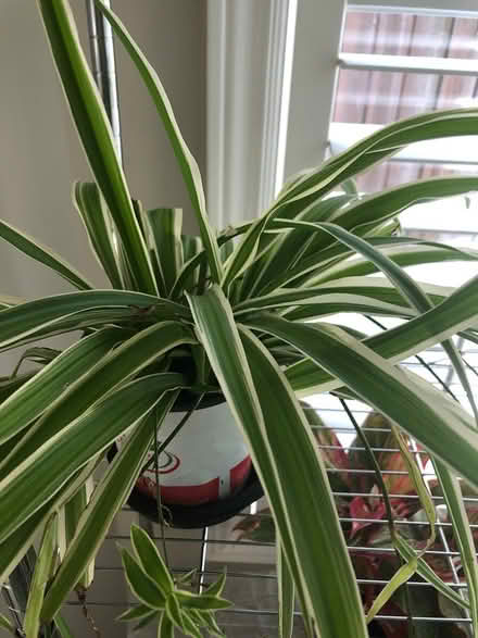 Photo of free Variegated spider plant (L7L 7N1) #1