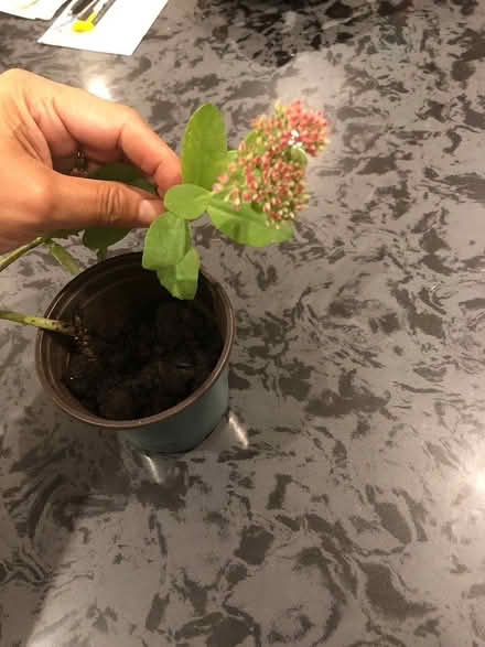 Photo of free Stonecrop Sedum 'Autumn Joy' (L7L 7N1) #2