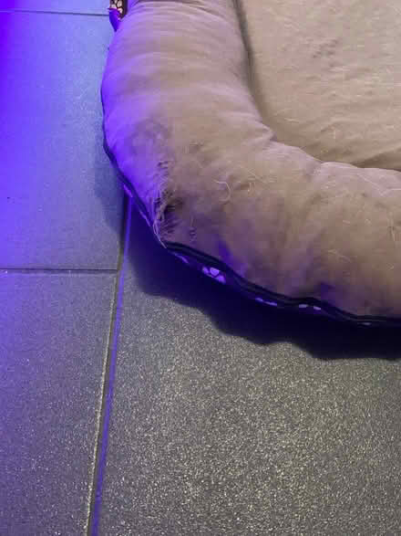 Photo of free Large dog bed (Fruitlands WR14) #3