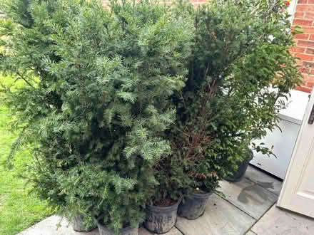 Photo of free Yew Trees (approx 4.5 ft tall) (Lower Shiplake RG9) #1