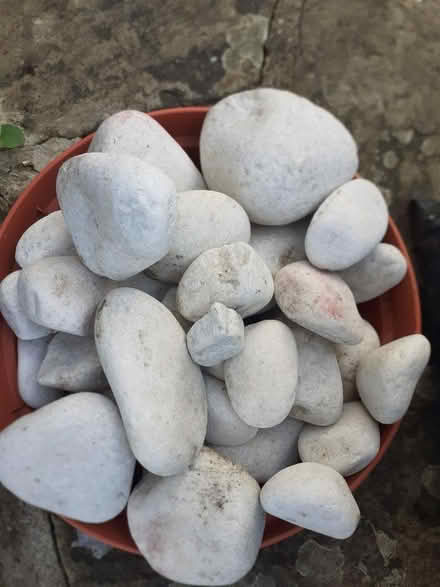 Photo of free White cobbles & pebbles (Holly Lodge Estate N6) #2