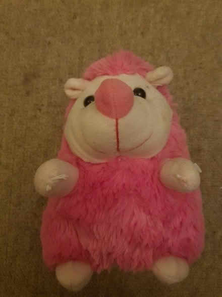 Photo of free Pink Hedgehog (Tyberton, HR2) #2