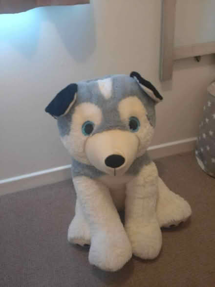 Photo of free LARGE soft toy (Meole Brace SY3) #1