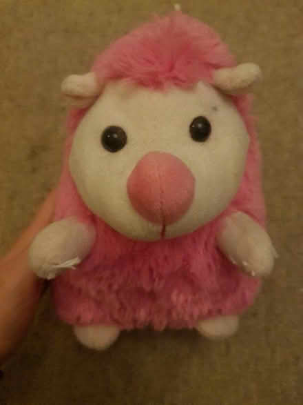 Photo of free Pink Hedgehog (Tyberton, HR2) #1
