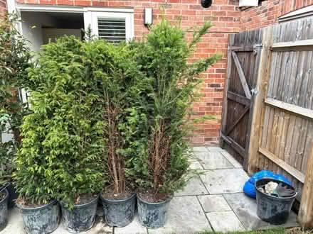 Photo of free Yew Trees (approx 4.5 ft tall) (Lower Shiplake RG9) #2