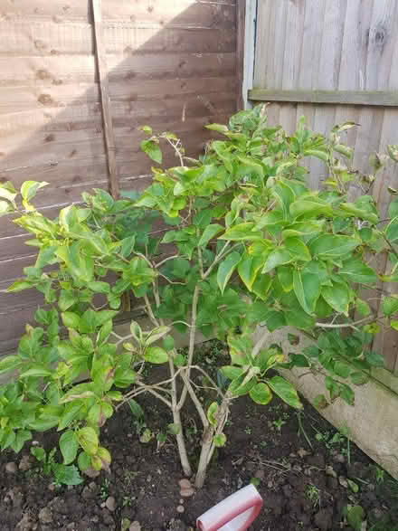 Photo of free Trees (Ruddington) #1