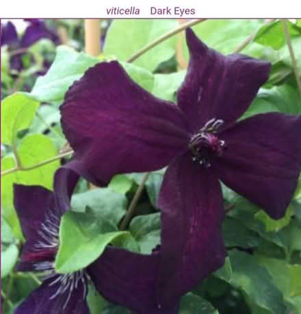 Photo of free Clematis Viticella Dark Eyes (Orpington BR6) #2