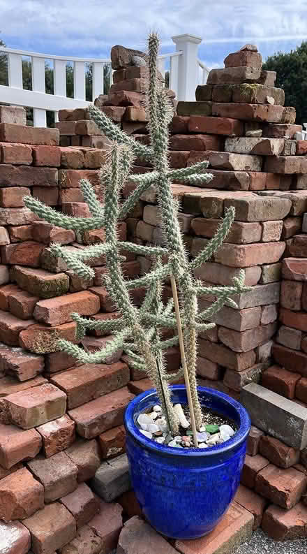 Photo of free Cacti (West Boylston) #1