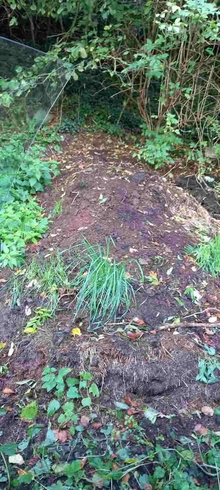 Photo of free Horse Manure (Pant SY10) #1