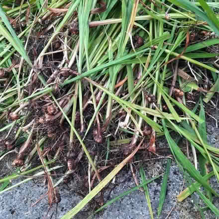 Photo of free Crocosmia bulbs (orange) (Hurn BH23) #1