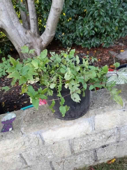 Photo of free Clematis Viticella Dark Eyes (Orpington BR6) #1