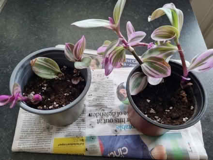 Photo of free Tradescantias Houseplant (CT10) #1