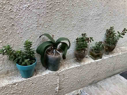 Photo of free Healthy Succulents (Leslieville) #2