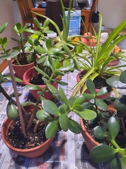 Photo of free House plants (Novi) #1
