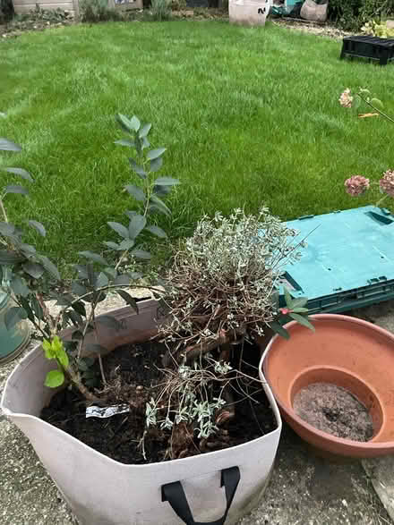 Photo of free Forsythia & dianthus plants (Amersham HP7) #2
