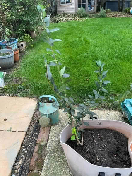 Photo of free Forsythia & dianthus plants (Amersham HP7) #4