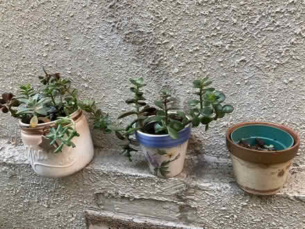 Photo of free Healthy Succulents (Leslieville) #1