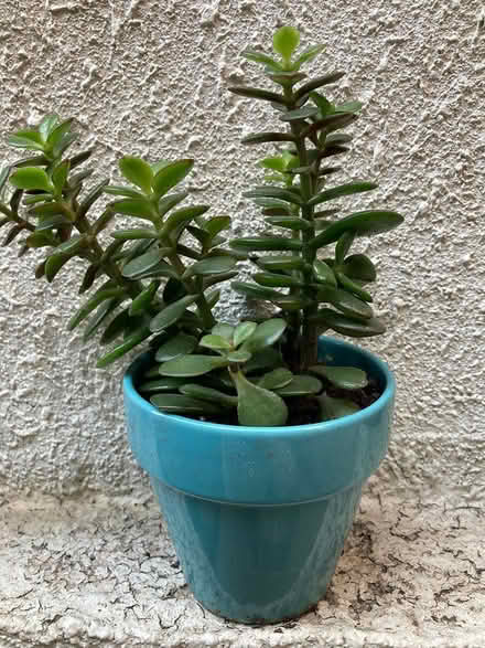 Photo of free Healthy Succulents (Leslieville) #3