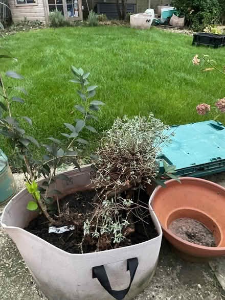 Photo of free Forsythia & dianthus plants (Amersham HP7) #1