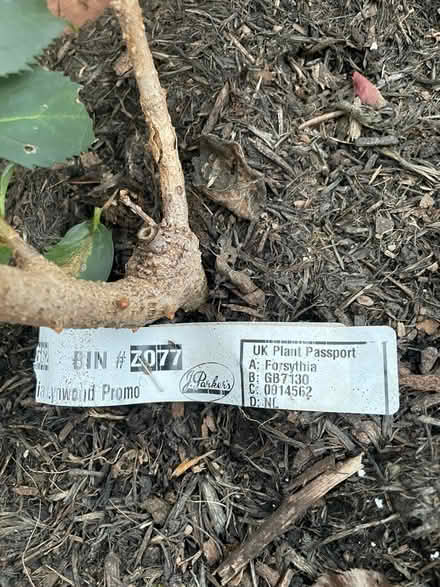 Photo of free Forsythia & dianthus plants (Amersham HP7) #3