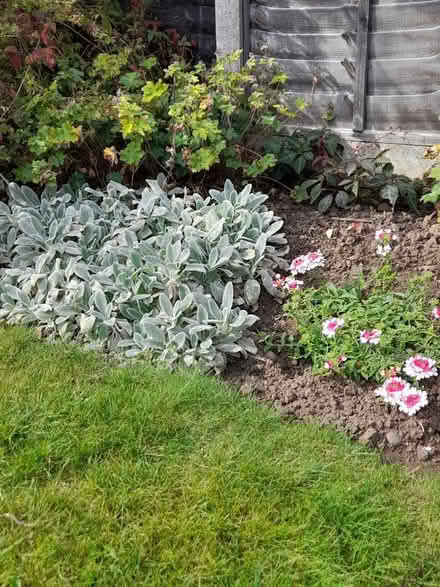 Photo of free Lamb's Ears (Orpington BR6) #2