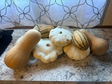 Photo of free Squash (Bath, PA) #1
