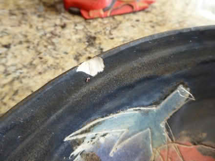 Photo of free bowl (Summertown OX2) #1