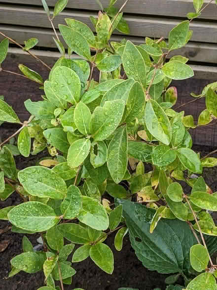 Photo of free Honeysuckle plant (Middlewood S6) #1