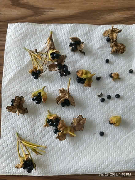 Photo of free Blackberry lily seeds (Palm Harbor) #2