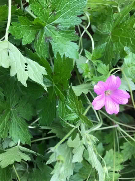 Photo of free Hardy Geranium (Mosborough S20) #1