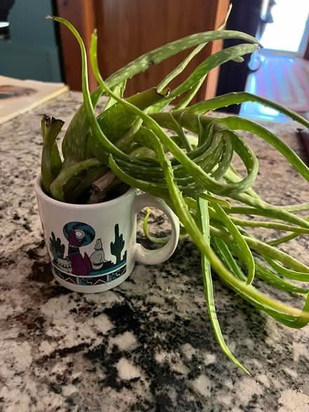 Photo of free Aloe cuttings (Attleboro MA) #1